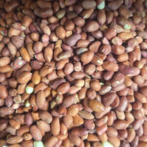 Çiy fıstıq qırmızı